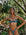 COYOTE PUSH UP BRA - PEACOCK WILD